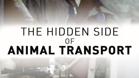 The hidden face of animal transport cover image cdn
