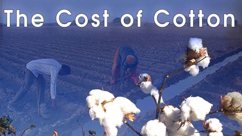 The cost of cotton cover image cdn