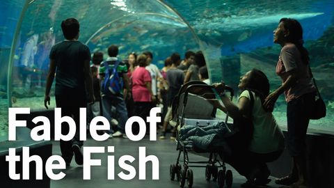 Fable of the Fish cover image cdn