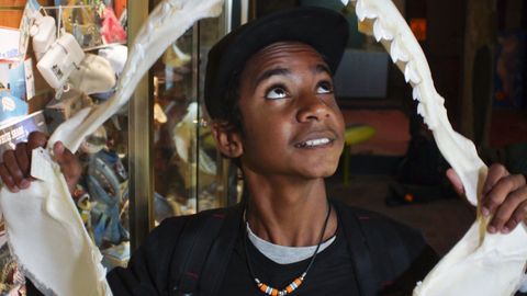 Bushwhacked! - Series 1. Episode 9, Grey Nurse Shark cover image cdn