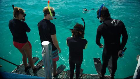 Bushwhacked! - Series 2. Episode 1, Whale Shark cover image cdn