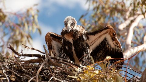 Bushwhacked! - Series 3. Episode 1, Wedge-Tailed Eagle cover image cdn
