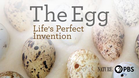 The Egg: Life’s Perfect Invention cover image cdn