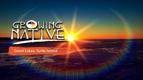 Growing Native Great Lakes: Turtle Island cover image cdn