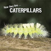 Caterpillars. Learn All There Is to Know About These Animals! cover image cdn