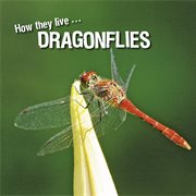 Dragonflies. Learn All There Is to Know About These Animals! cover image cdn