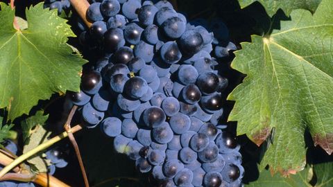 The Tastes of Spain and Portugal cover image cdn