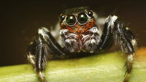 Africa's Gods and Humanity cover image cdn