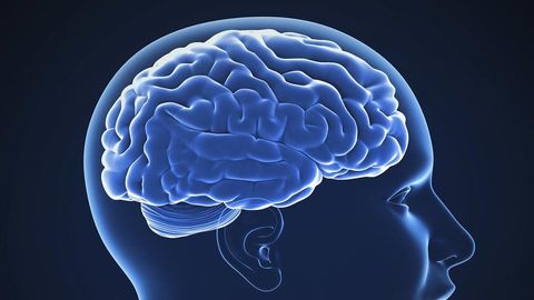 Neural Codes in the Brain cover image cdn