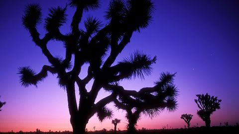 Pinnacles to Joshua Tree: The San Andreas cover image cdn