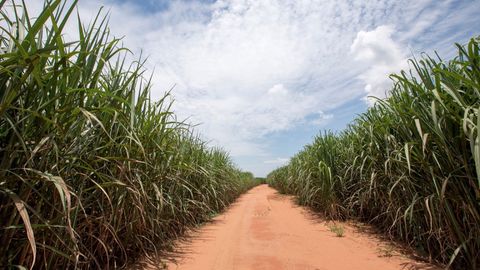 An Economic History of the World since 1400. Episode 9, The Europeans' Plantation Labor Problem cover image cdn
