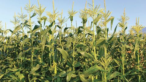 Food, Science, and the Human Body. Episode 8, The Neolithic Revolution cover image cdn