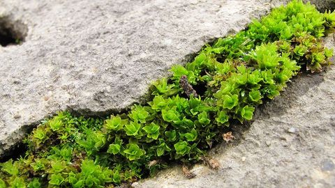 Plant Science. Episode 3, Moss Sex and Peat's Engineered Habitat cover image cdn