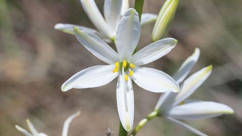 Plant Science. Episode 12, Secrets of Flower Power cover image cdn
