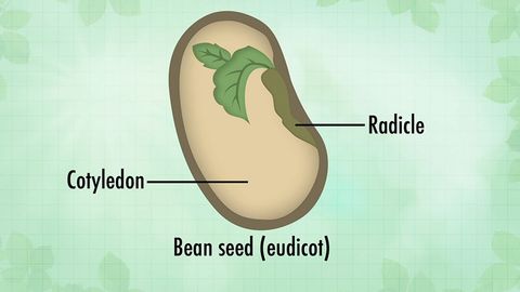 Plant Science. Episode 15, Plant Seeds Get Around cover image cdn