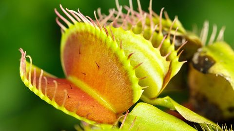 Plant Science. Episode 23, Bad Plants Aren't So Bad cover image cdn