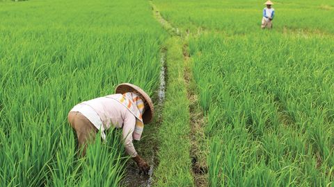 Understanding Imperial China. Episode 12, Rice, Silk, and Tea: South China's Peasants cover image cdn