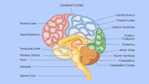 Your Best Brain. Episode 3, Damaged Brain, Damaged Function cover image cdn