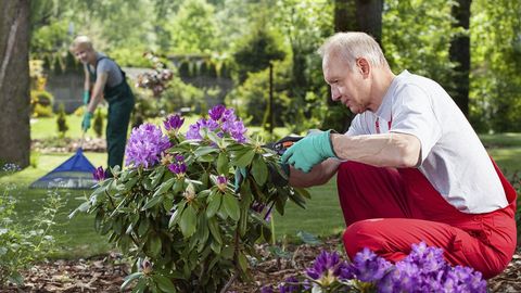 How to Grow Anything. Episode 6, Add New Color in Fall and Prep for Winter cover image cdn