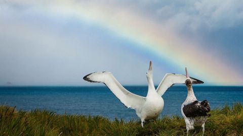 Polar Explorations. Episode 11, Seabirds of the Arctic and Antarctic cover image cdn