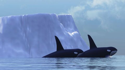Polar Explorations. Episode 12, Marine Mammals, from Whales to Walruses cover image cdn