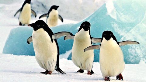 Polar Explorations. Episode 16, Diving under Polar Ice cover image cdn