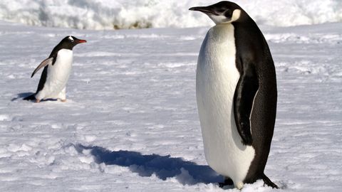 Polar Explorations. Episode 19, Living among the Penguins cover image cdn