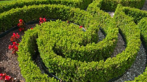 How to Grow Anything: Trees and Shrubs. Episode 12, Expanding Your Landscape's Framework cover image cdn