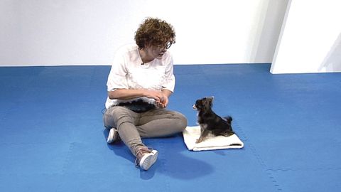 Dog Training 101. Episode 3, Getting the Behavior: Sit and Down cover image cdn