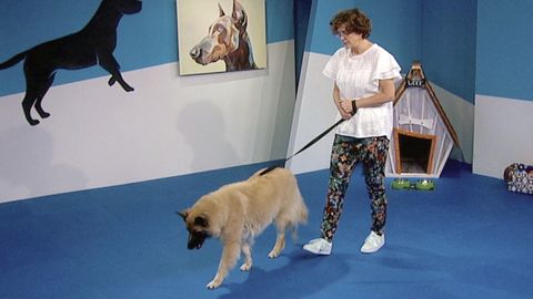 Dog Training 101. Episode 7, Impulse Control: Leave It, Wait, Leash Walking cover image cdn