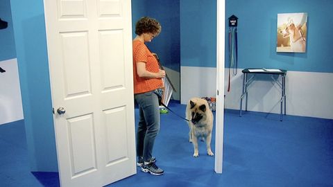 Dog Training 101. Episode 8, Impulse Control: Increasing Generalization cover image cdn