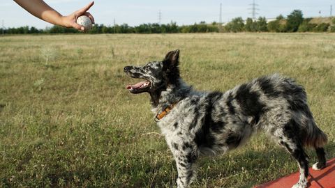 Dog Training 101. Episode 10, Impulse Control: Cold Trials and Finishing cover image cdn