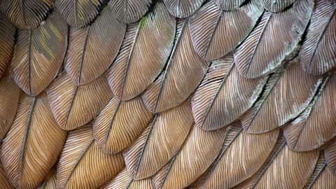 The Scientific Wonder of Birds. Episode 2, Birds and Boeings: The Magic of Flight cover image cdn