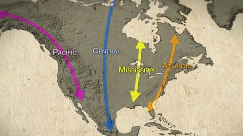The Scientific Wonder of Birds. Episode 4, Orientation, Navigation, Migration: Bird Road Trips cover image cdn