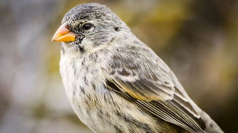 What Darwin Didn't Know. Episode 4, Gene Flow versus Natural Selection cover image cdn