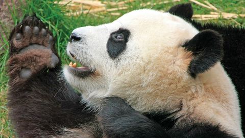 What Darwin Didn't Know. Episode 15, Imperfect Nature: Ad Hoc Body Designs cover image cdn