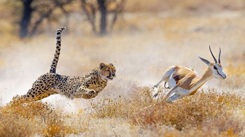 What Darwin Didn't Know. Episode 17, Coevolution: Peace Accords and Arms Races cover image cdn