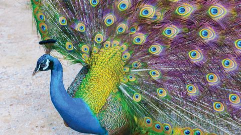 What Darwin Didn't Know. Episode 20, The Evolution of Sex and Parenting cover image cdn