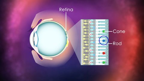 Understanding the Quantum World. Episode 18, Quantum Mechanics and Color Vision cover image cdn