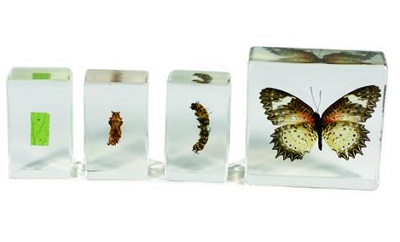 Butterfly life cycle [STEM toy] cover image cdn