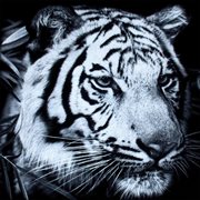 The greats and the happenings cover image cdn