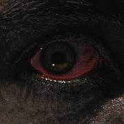 The proclamation cover image cdn