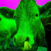 Monday cover image cdn