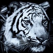 The greats and the happenings cover image cdn