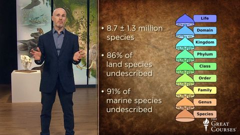 Introduction to Paleontology. Episode 11, The Ancient Roots of Biodiversity cover image cdn