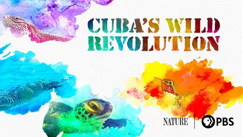 Cuba’s Wild Revolution cover image cdn