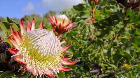 Africa's Trees, Plants, And Flowers cover image cdn