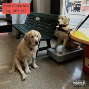 The option cover image cdn