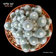 Harsh day cover image cdn