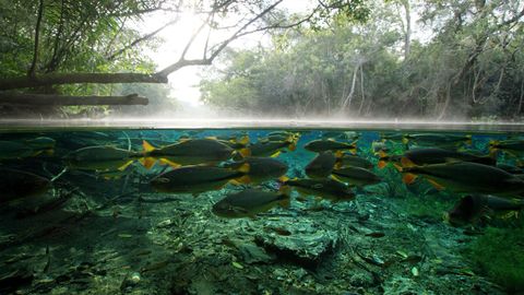 H2O: The Molecule That Made Us. Episode 1, Pulse cover image cdn